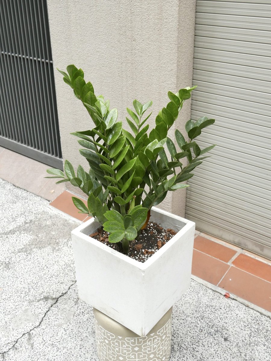Kim Tiền – Vừa (Gốc 20-25cm)