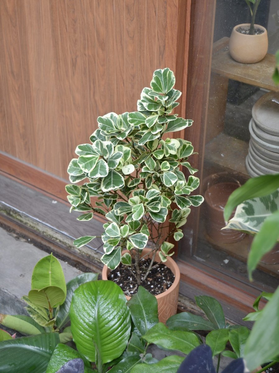 Bàng Tam Phúc (40-45cm)