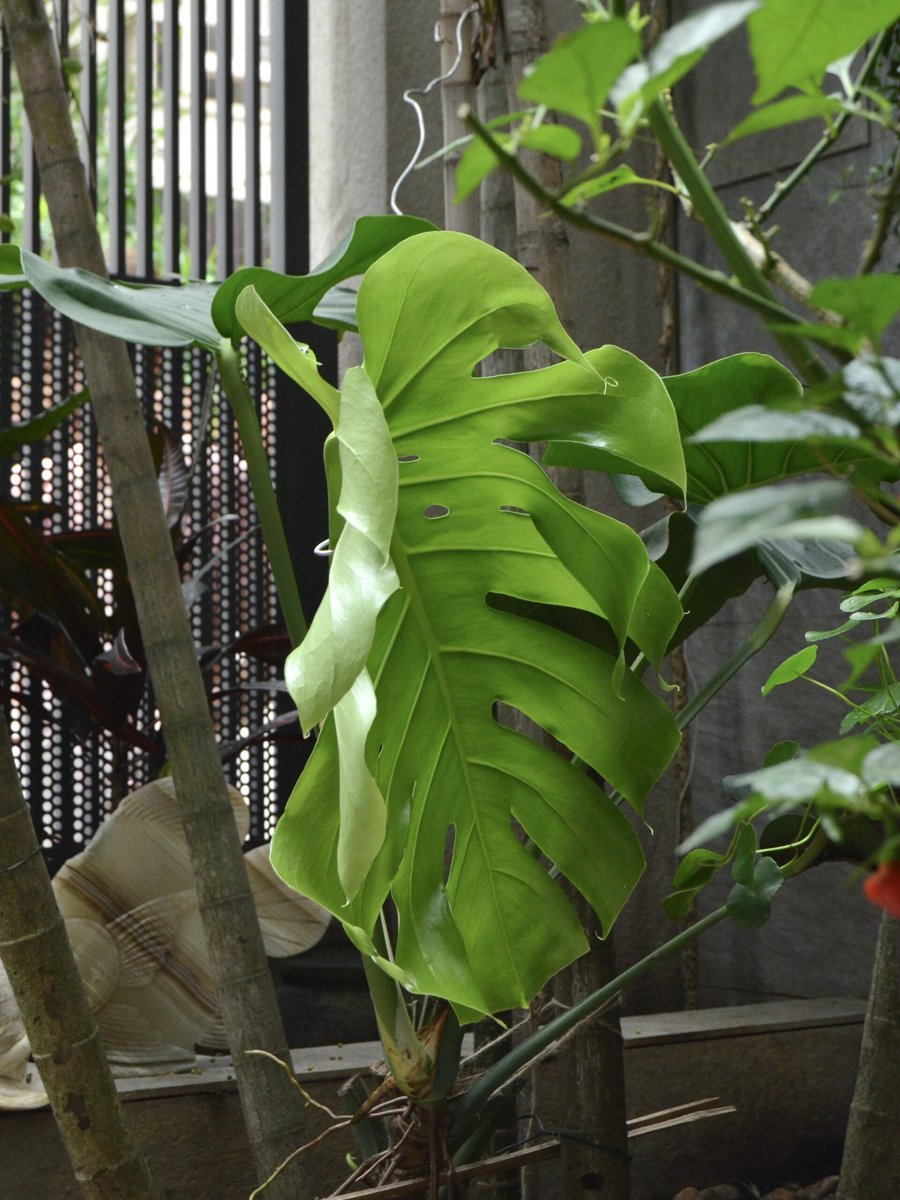 Monstera – Lớn 2
