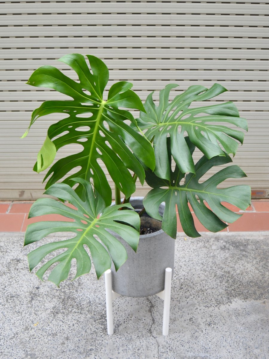 Monstera – Lớn