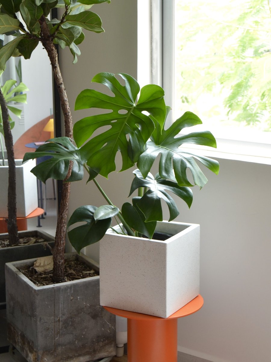 Monstera – Vừa