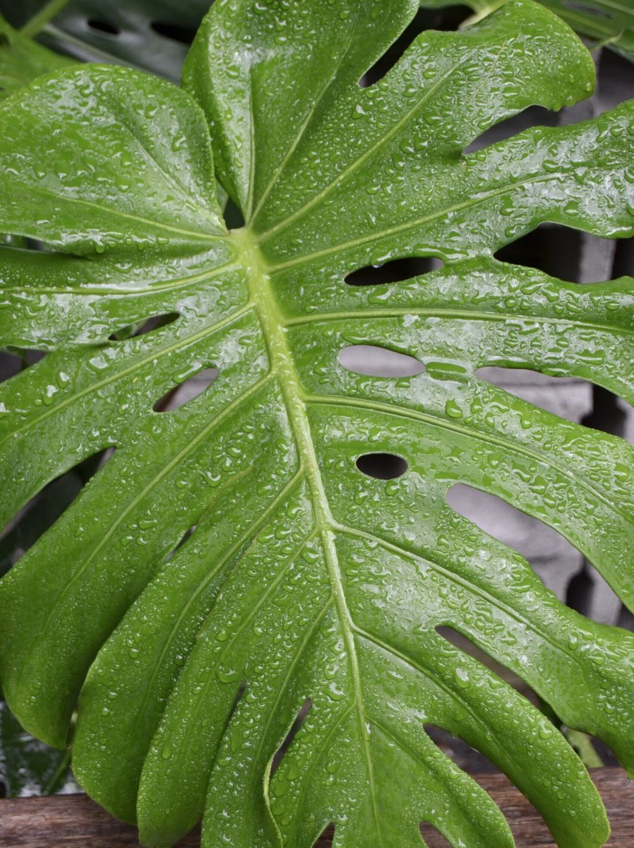 Monstera – Vừa 2