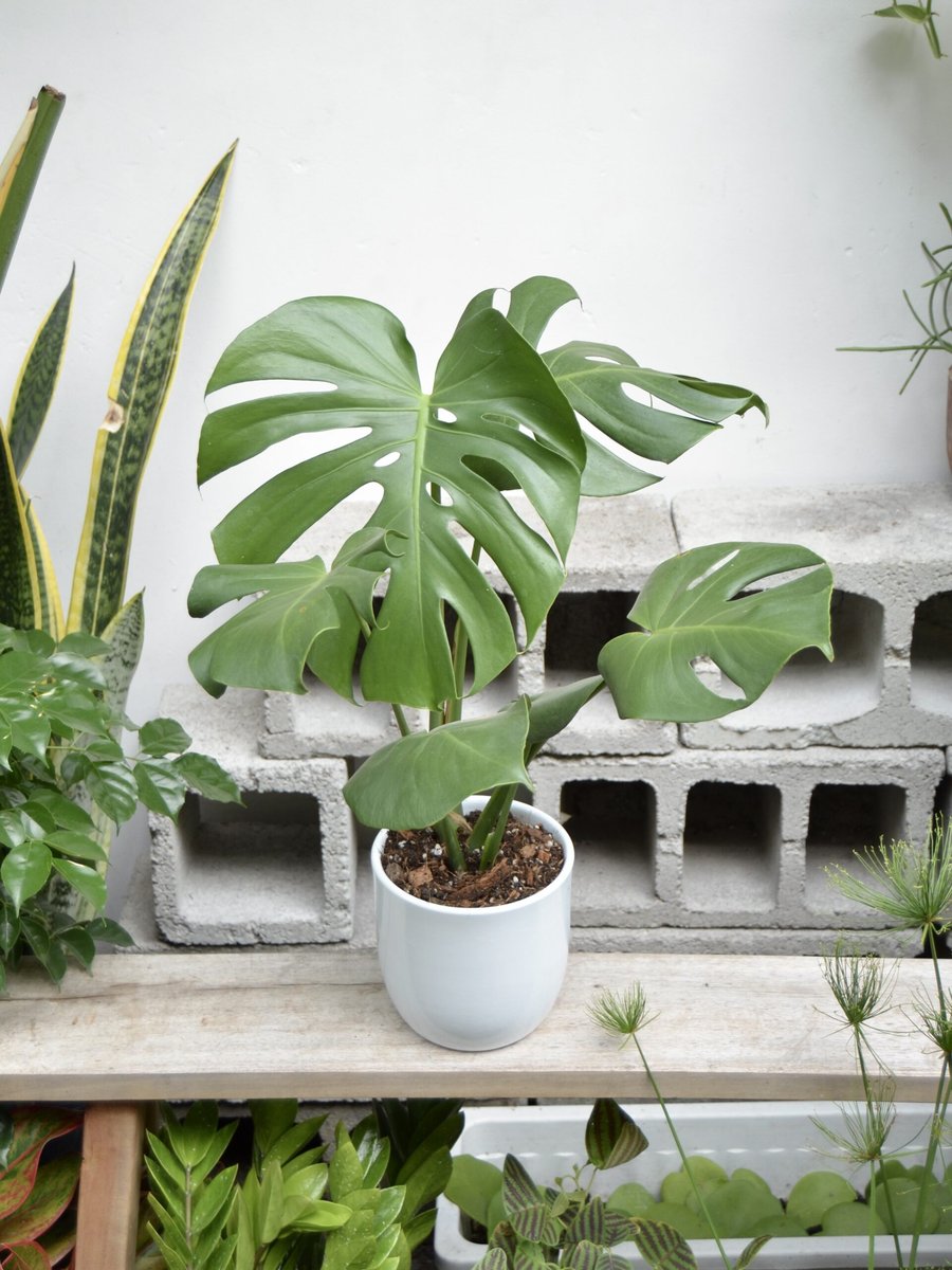 Monstera – Nhỏ (Để Bàn) 2