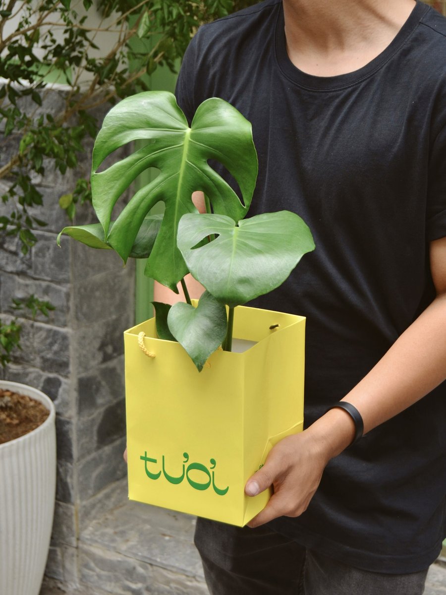 Monstera – Nhỏ (Để Bàn)