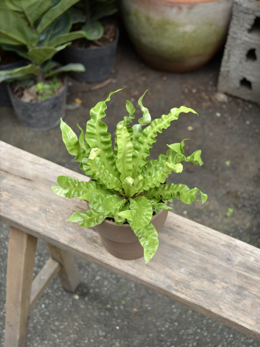 Tổ Yến (Crispy Fern) 2