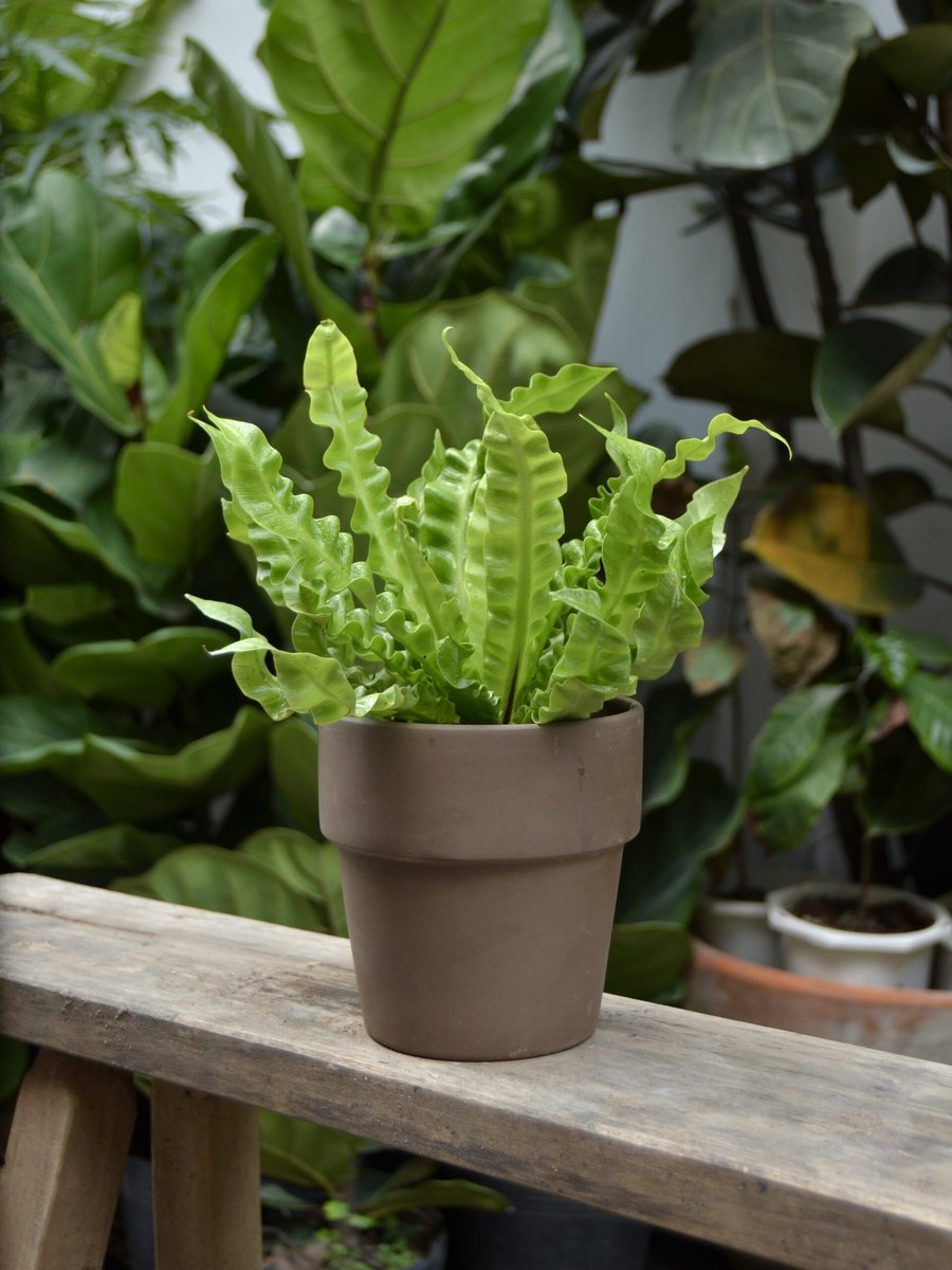 Tổ Yến (Crispy Fern)
