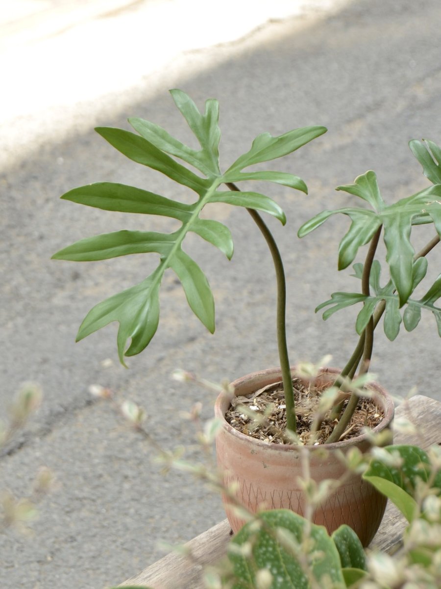Philodendron Mayoi