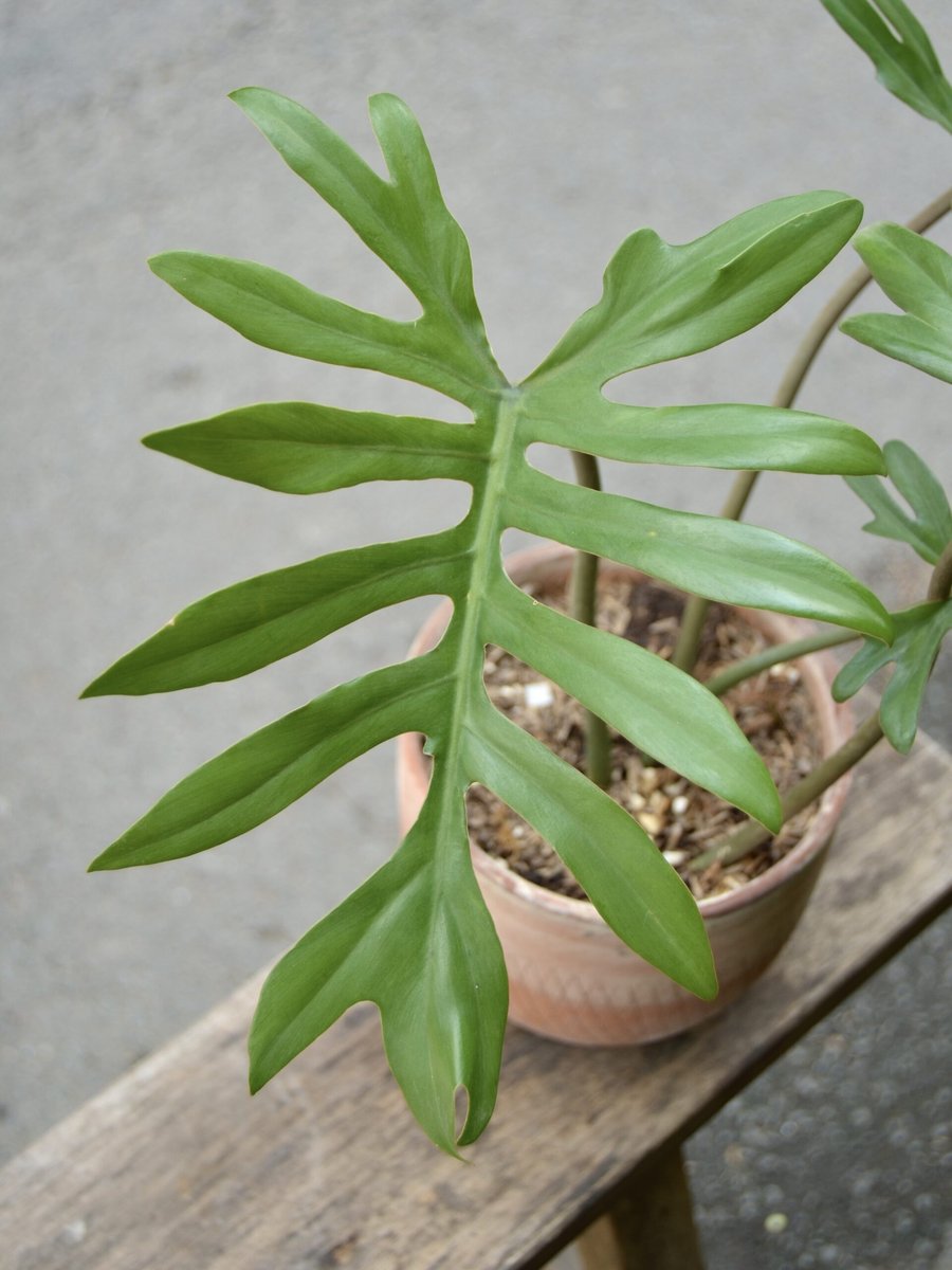 Philodendron Mayoi 2