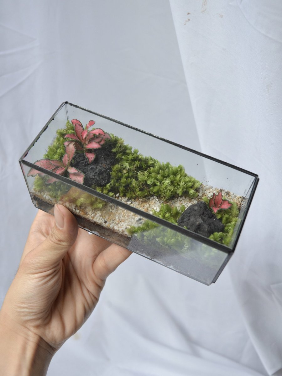 Tươi-arium Hộp Chữ Nhật