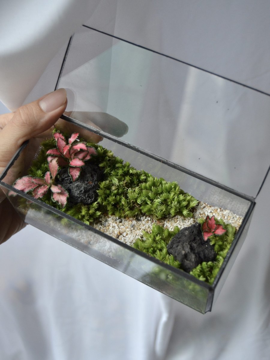 Tươi-arium Hộp Chữ Nhật 2
