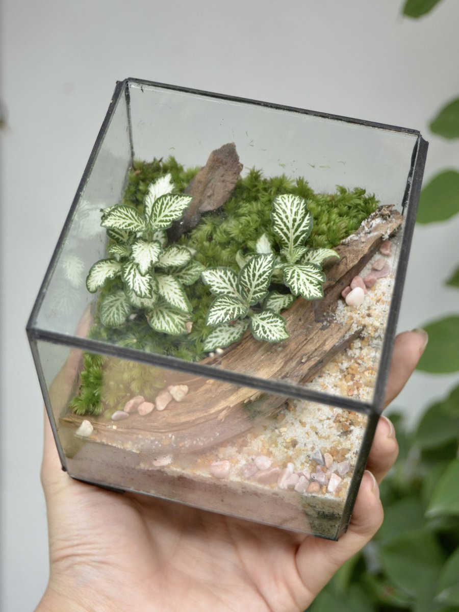 Tươi-arium Cube