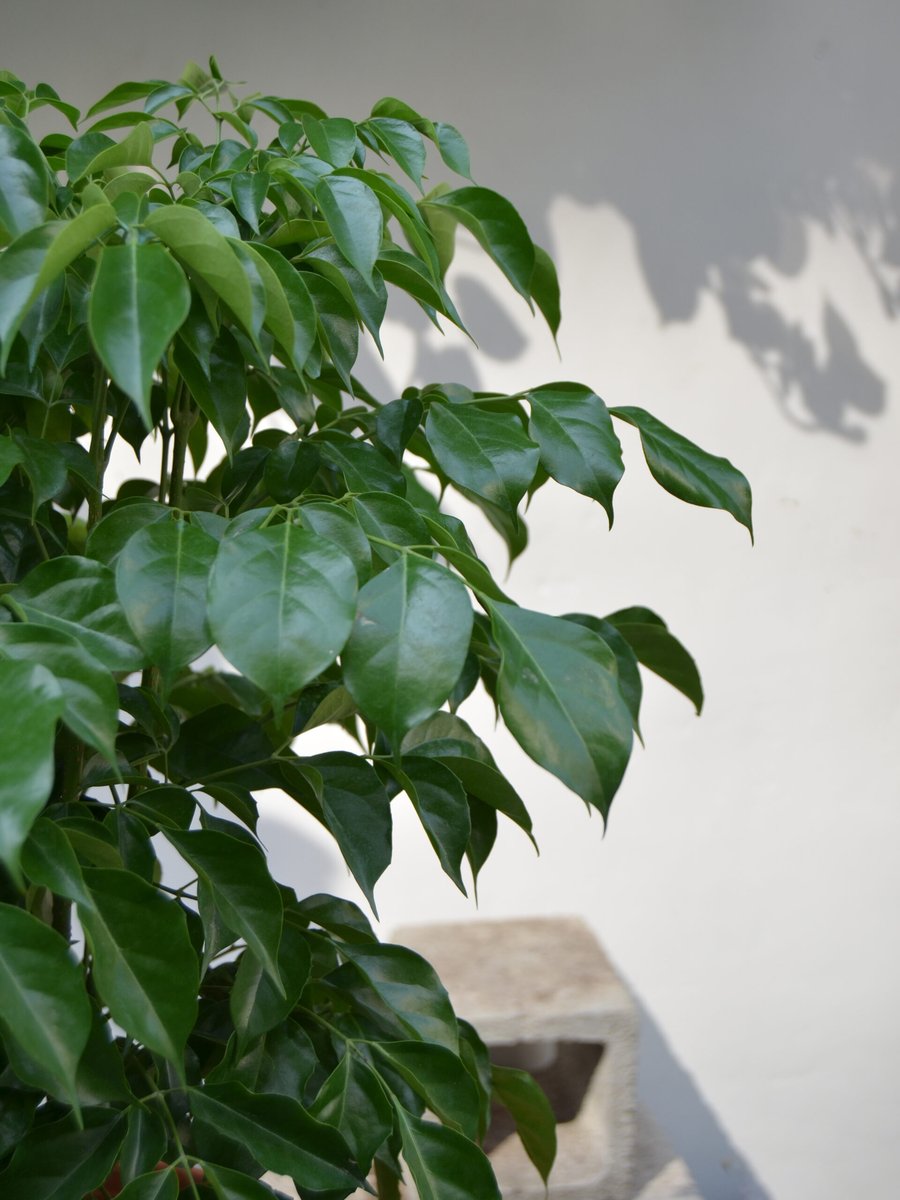 Hạnh Phúc 2