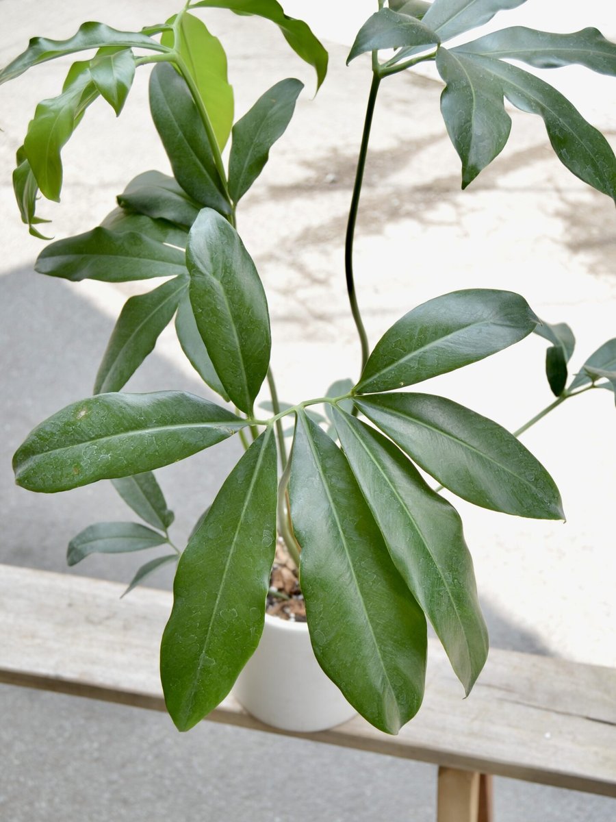 Philodendron Goeldii 2