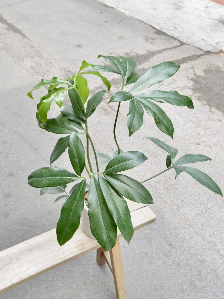 Philodendron Goeldii