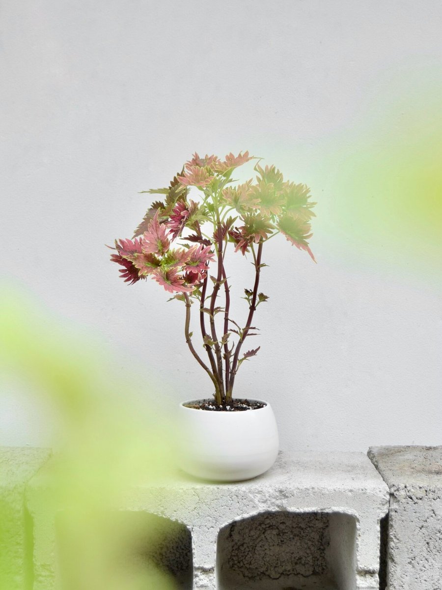 Lá Gấm