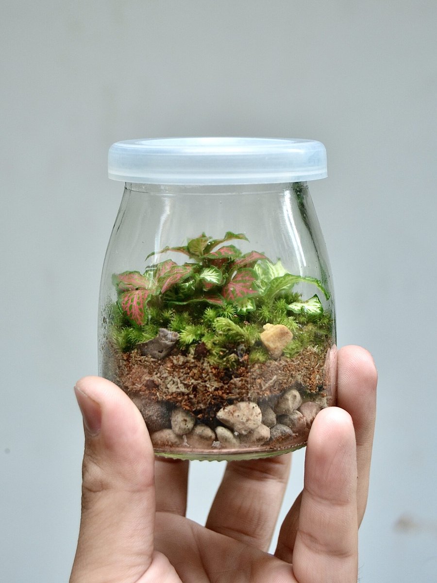 Tươi-arium Sữa Chua 2