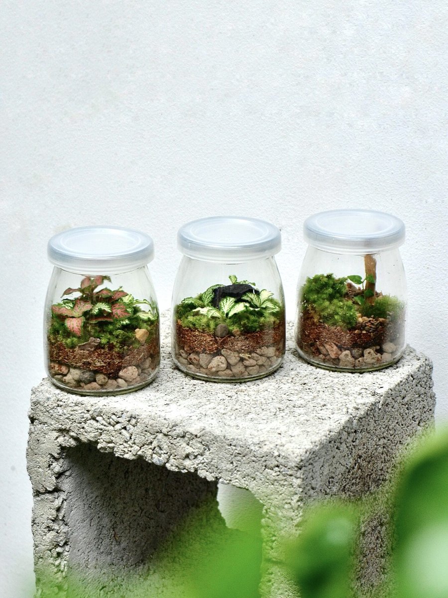 Tươi-arium Sữa Chua
