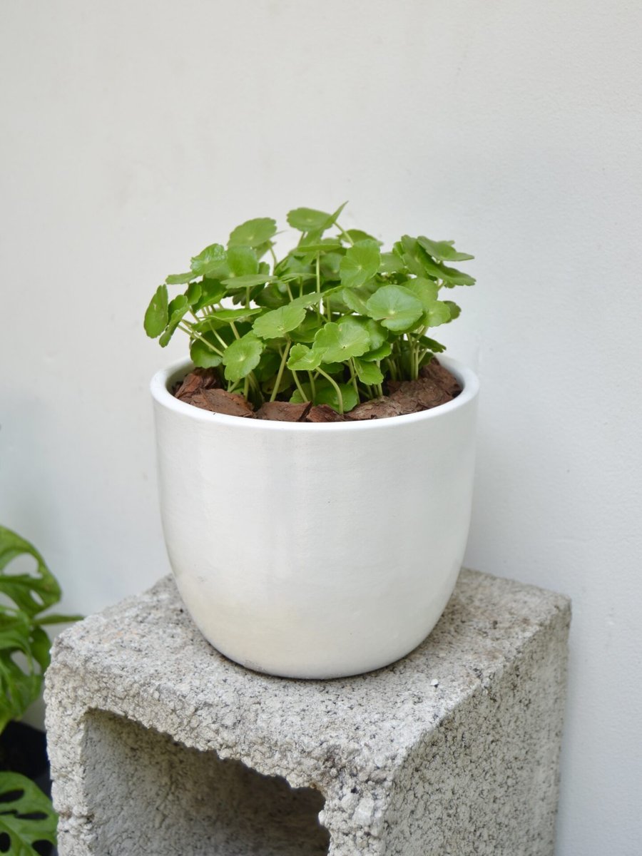 Cỏ Đồng Tiền 2