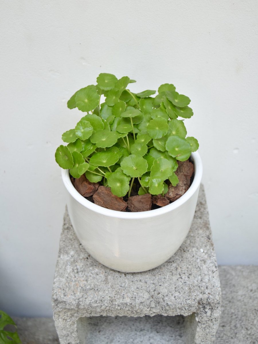 Cỏ Đồng Tiền