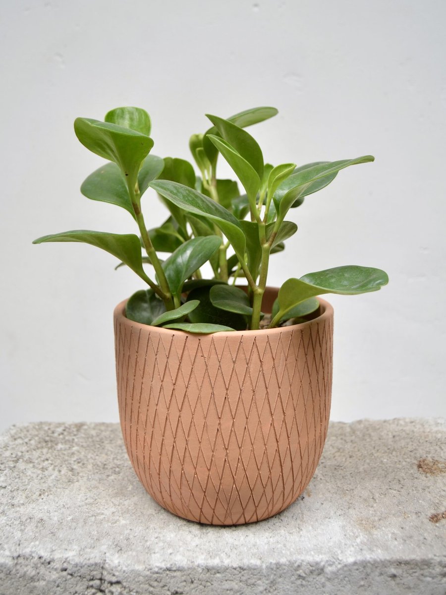 Trường sinh 2