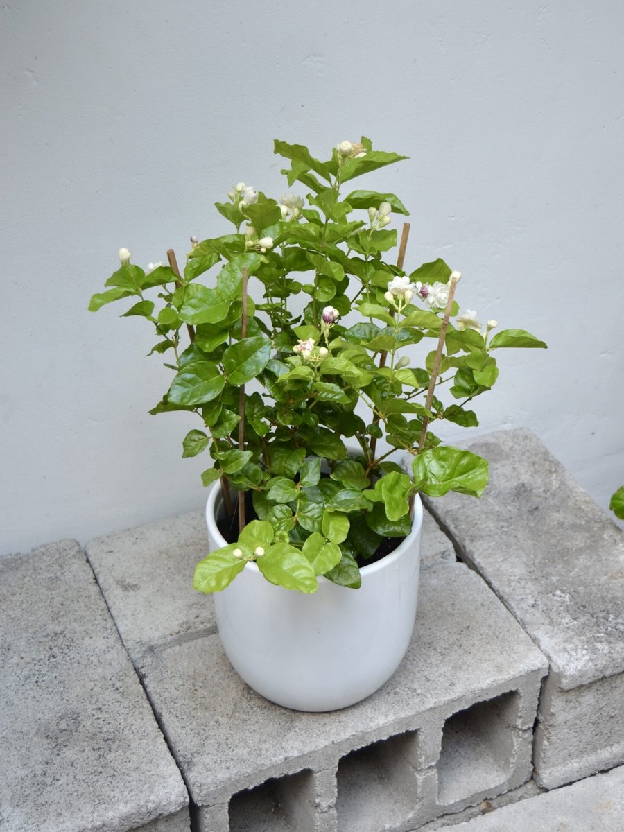 Hoa Lài Trà