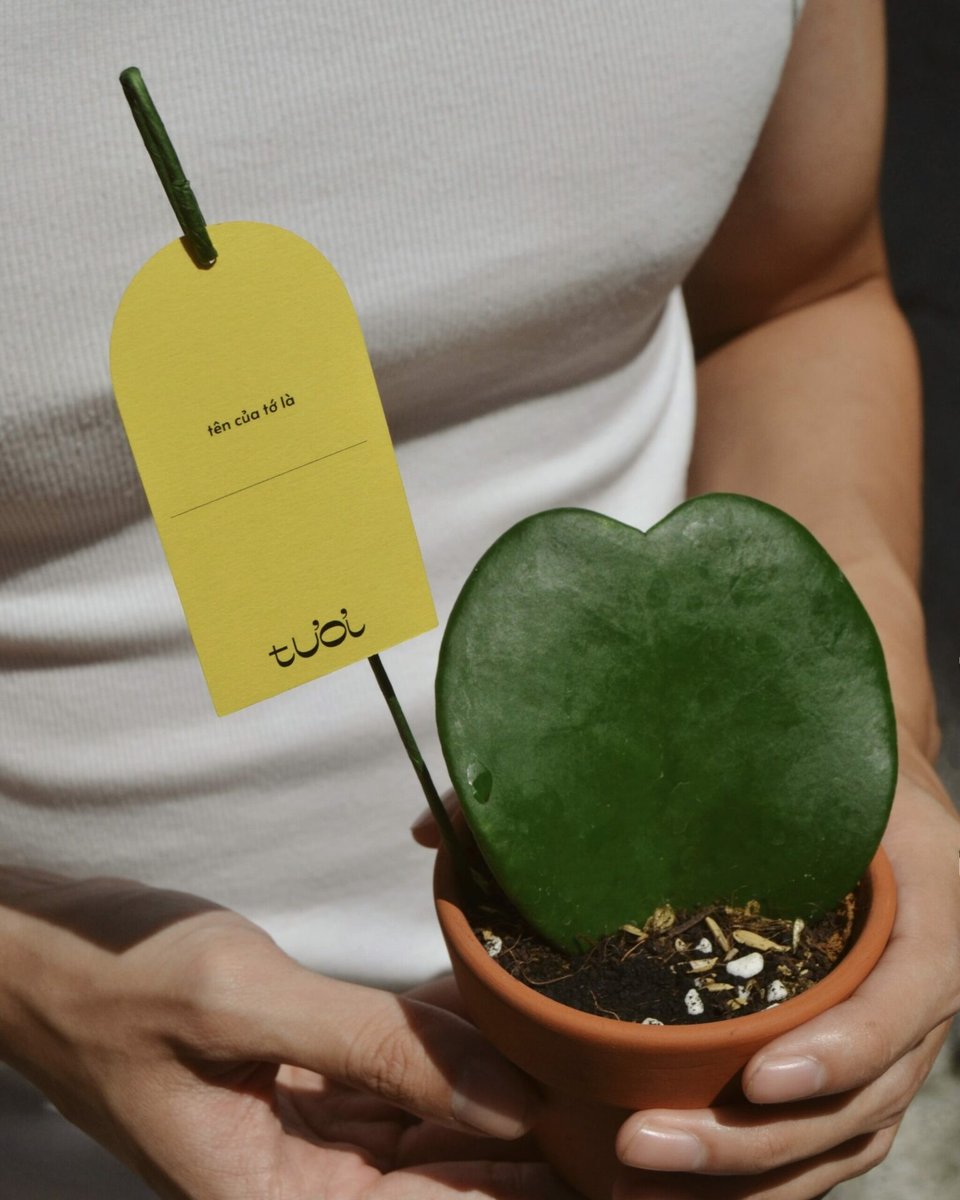 Hoya Kerrii 2