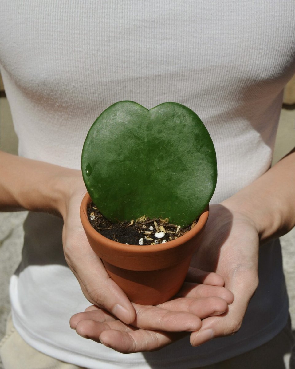 Hoya Kerrii