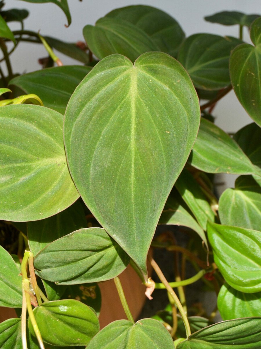 Trầu Bà Micans 2