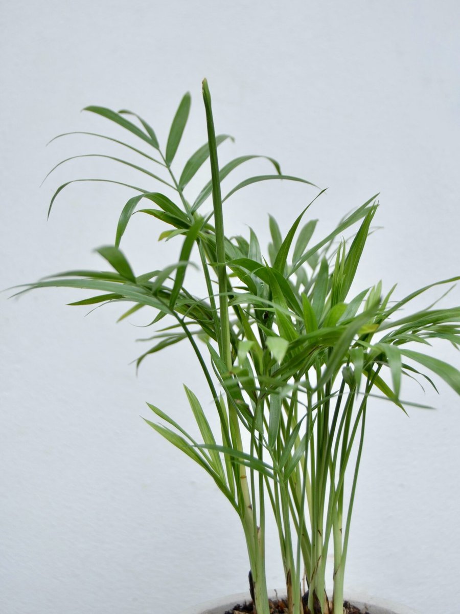 Cau Tiểu Trâm 2