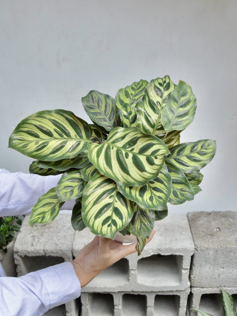 Đuôi Công Makoyana