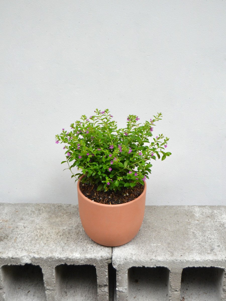 Hoa Cẩm Tú 2