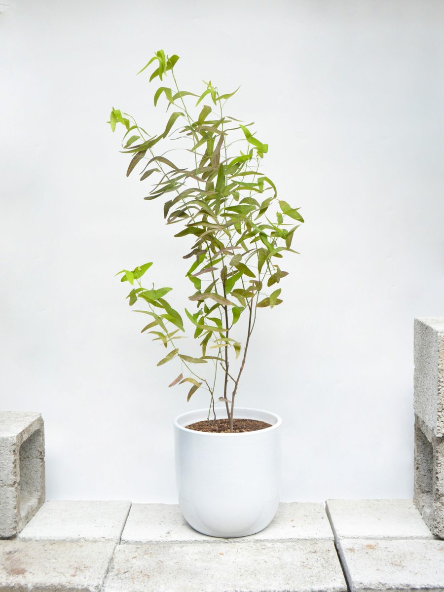 Chuồn Chuồn 2