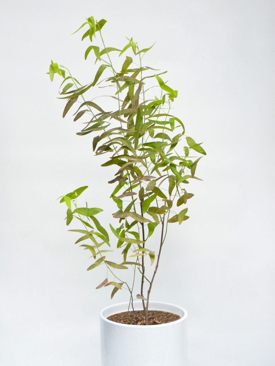 Chuồn Chuồn
