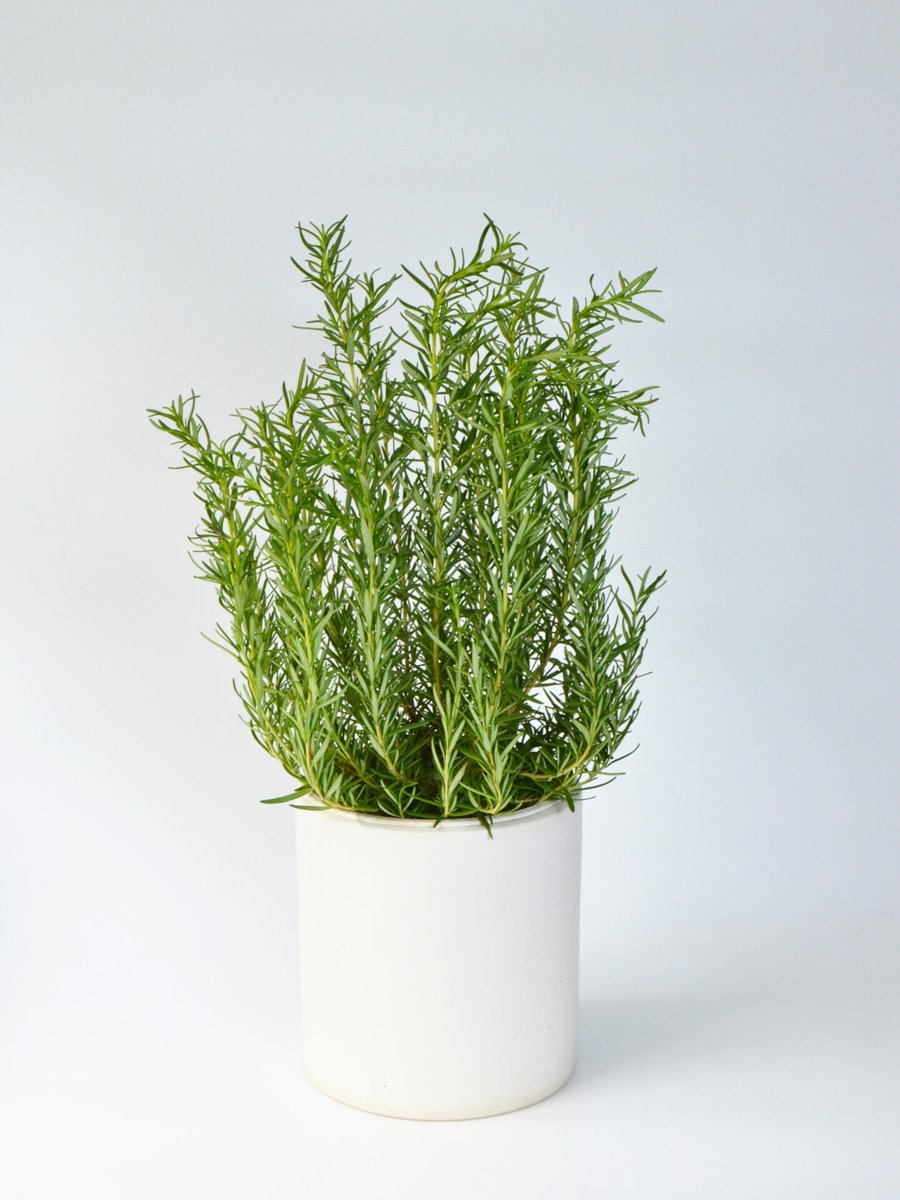 Hương Thảo (Rosemary)