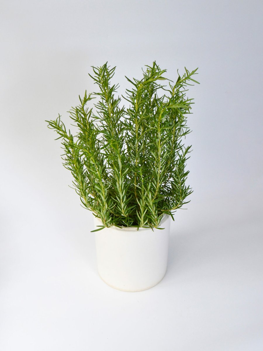 Hương Thảo (Rosemary) 2