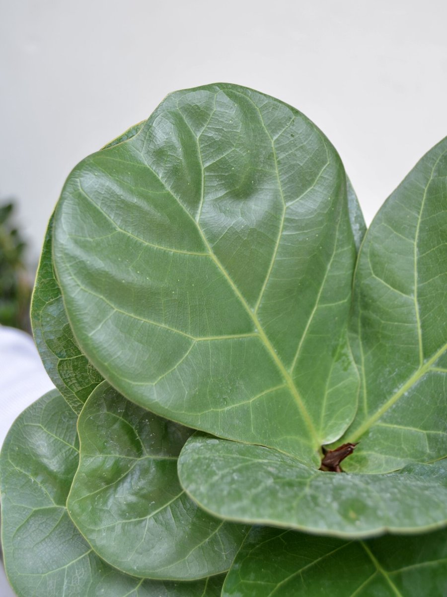 Bàng Sing (20-25cm) 2