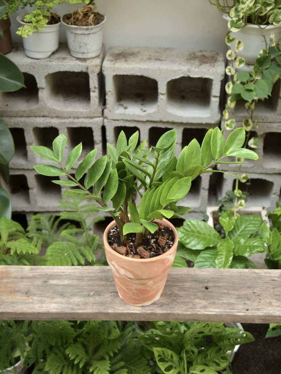 Kim Tiền – Nhỏ (Gốc 15cm)