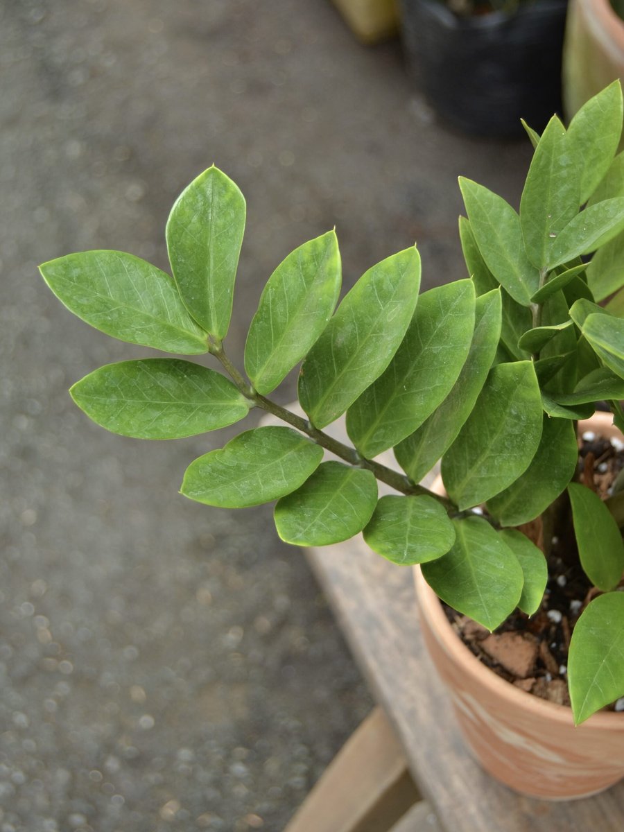 Kim Tiền – Nhỏ (Gốc 15cm) 2