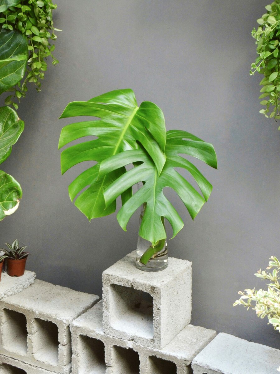 Node Monstera