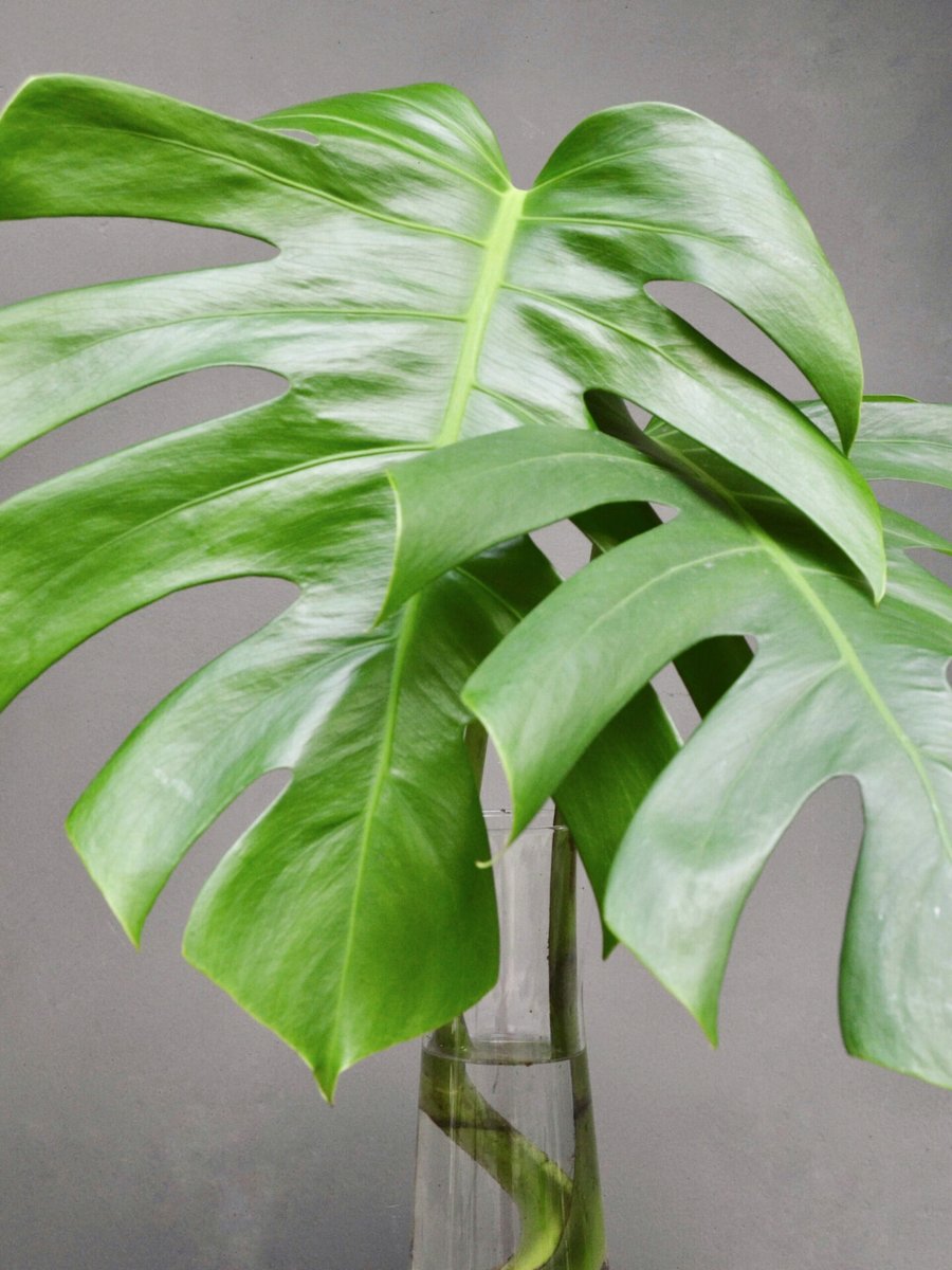 Node Monstera 2