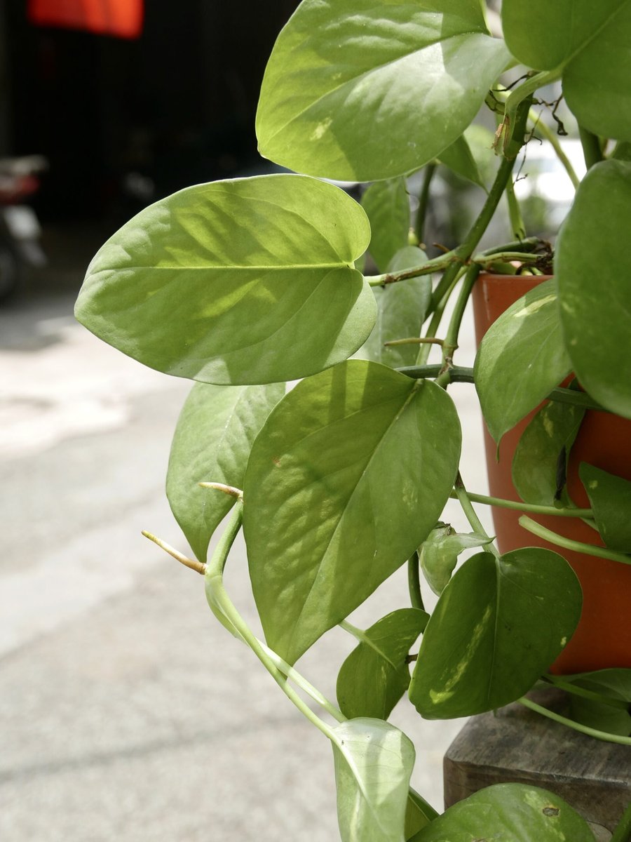 Trầu Bà Cẩm Thạch 2