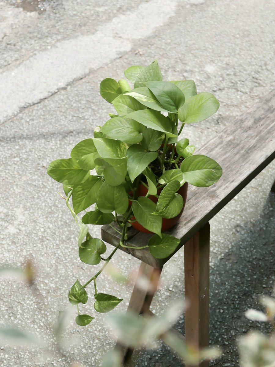 Trầu Bà Cẩm Thạch