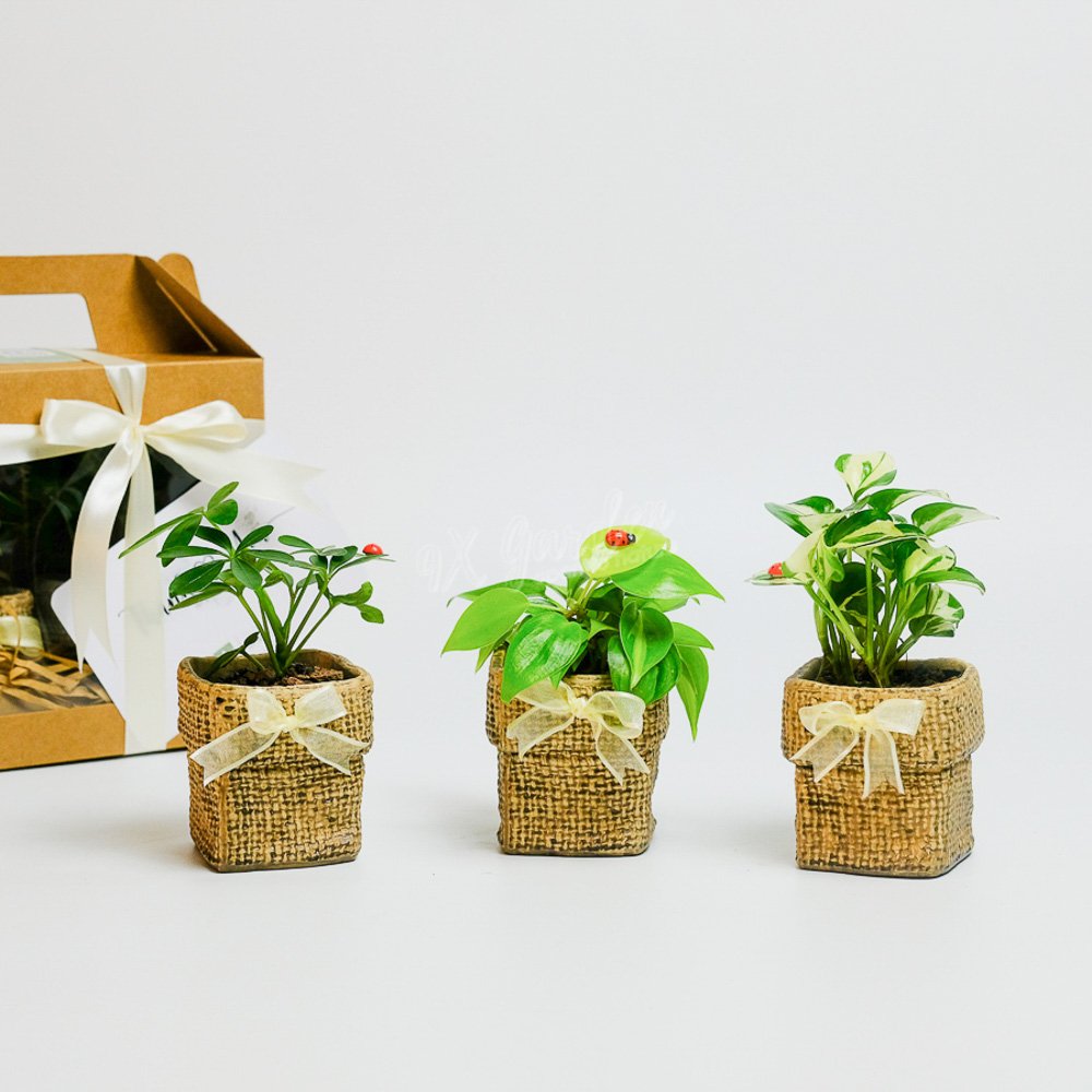 Gift Box – AME Midorino 2