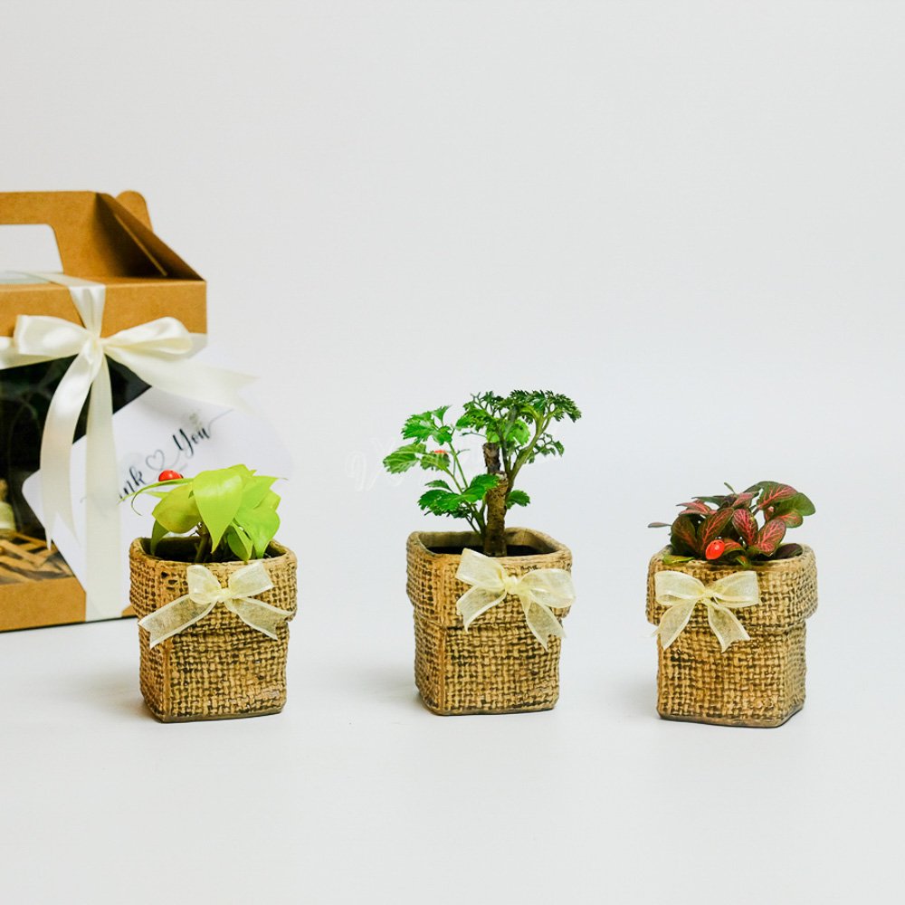 Gift Box – AME Kokoro 2