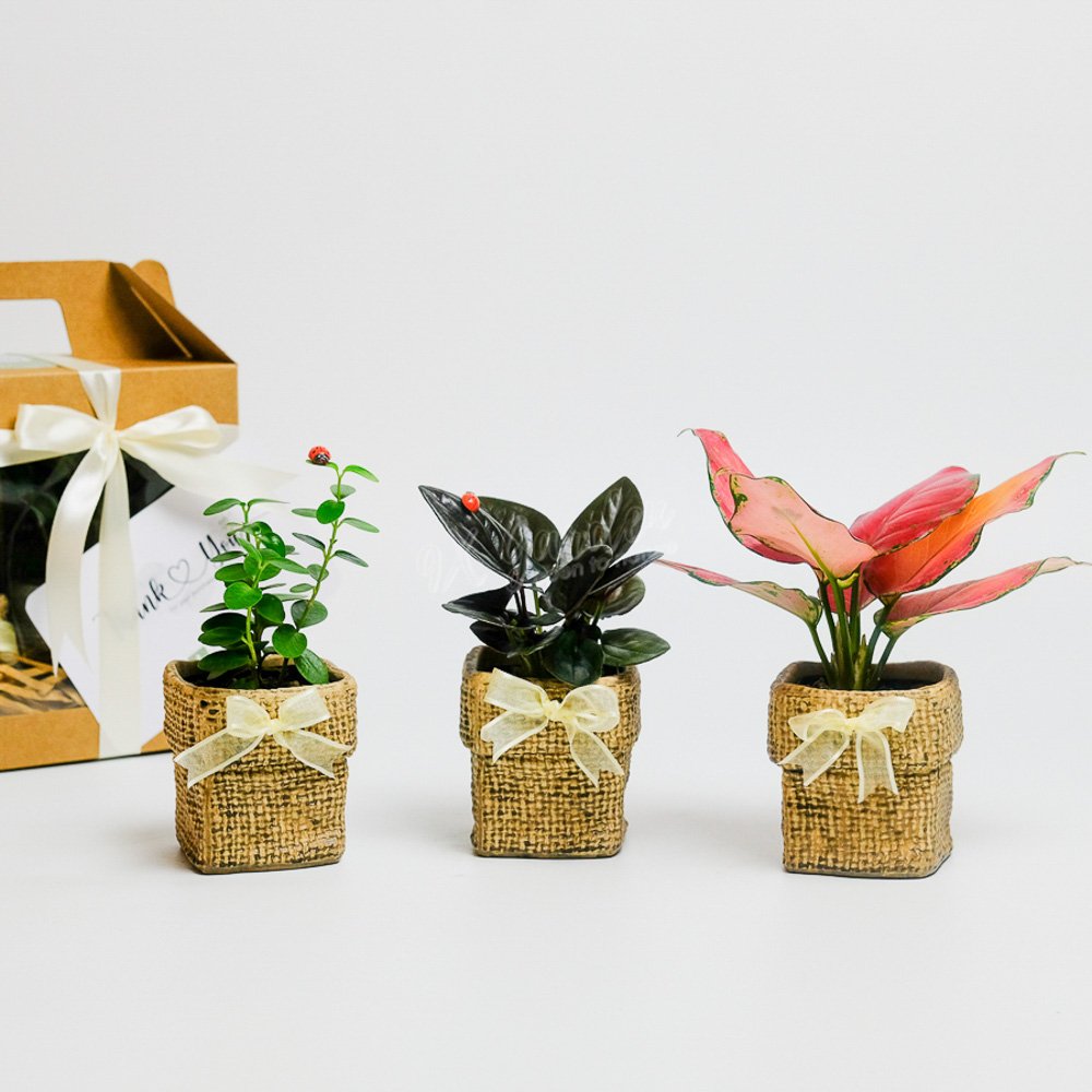 Gift Box – AME Koine 2