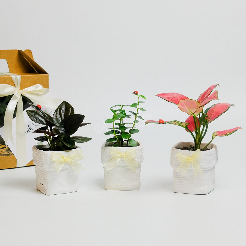 Gift Box – AME Koine