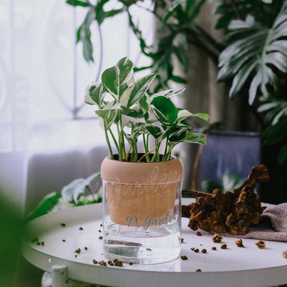Akira x Trầu Bà Cẩm Thạch 2