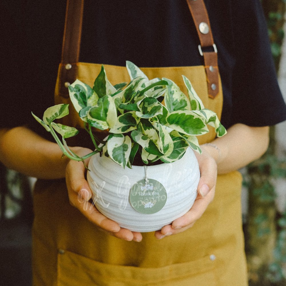 Aki x Trầu Bà Cẩm Thạch 2
