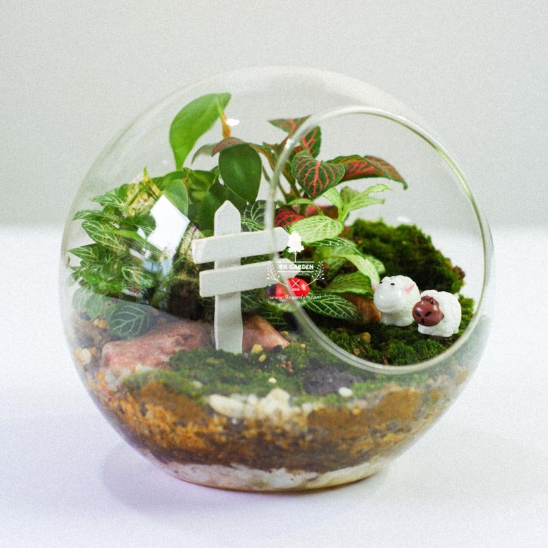 Terrarium – Sweet Couple 004