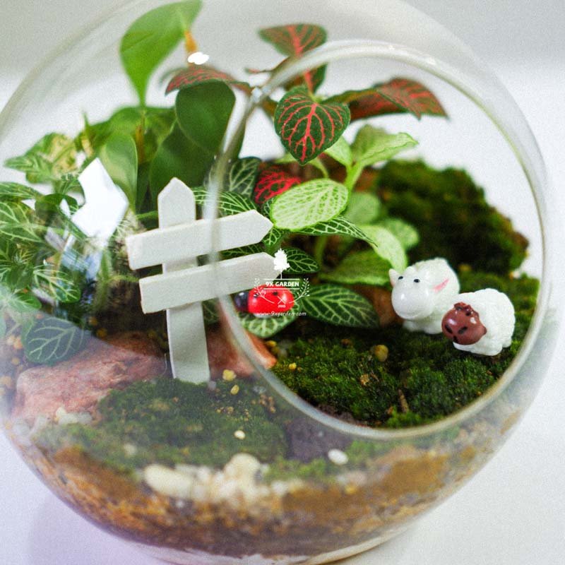Terrarium – Sweet Couple 004 2